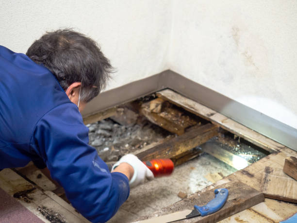 Mold Removal and Inspection in Parker, FL