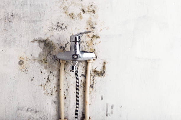 Best Office Mold Removal Services  in Parker, FL