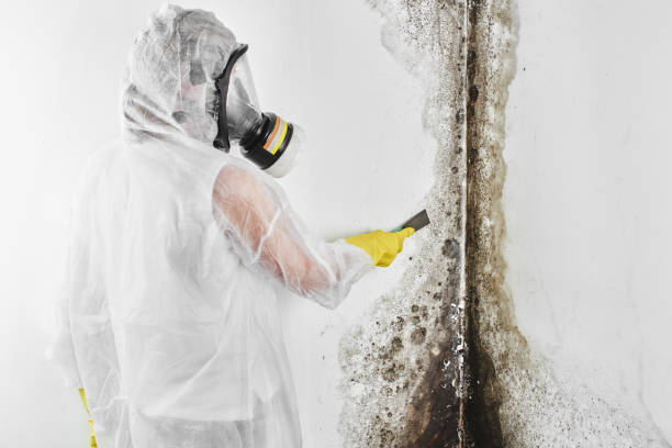 Best Home Mold Removal  in Parker, FL