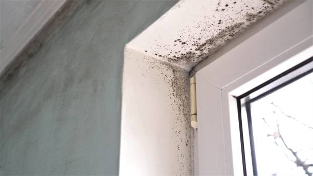 Best Mold Damage Repair  in Parker, FL