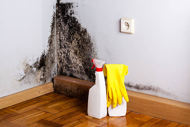 Trusted Parker, FL Mold Removal Experts